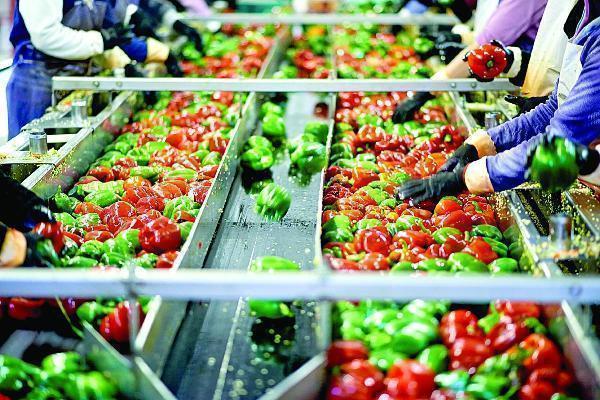 Food Processing Plant Project Report 2024: Raw Materials Requirement, Setup Cost and Revenue