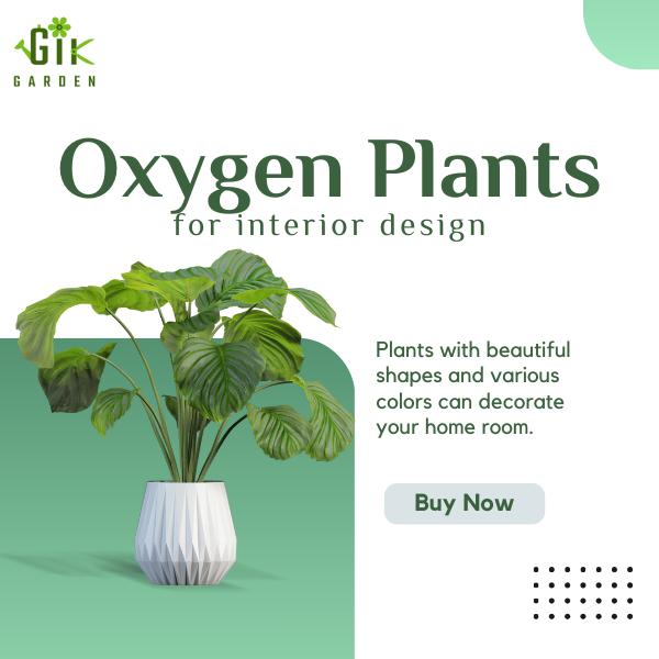 Do You Know Plants That Give Oxygen 24 Hours a Day?