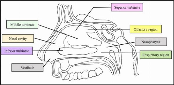 Advancements in Nasal System Development Services: A 2024 Perspective