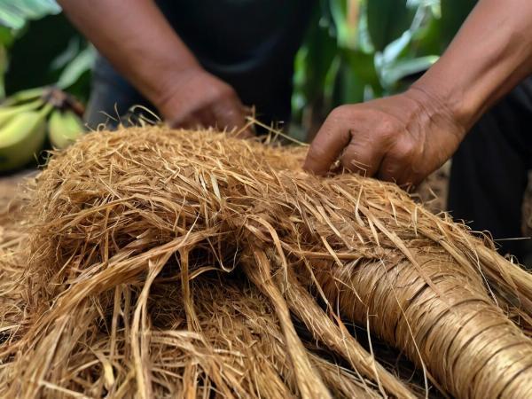 Banana Fiber Manufacturing Plant Project Report 2024: Machinery, Raw Materials and Investment Opportunities