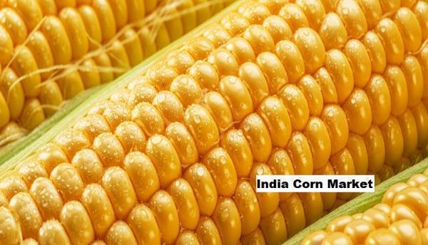 India Corn Market: Export-Driven Growth Amplifies Corn Product Demand