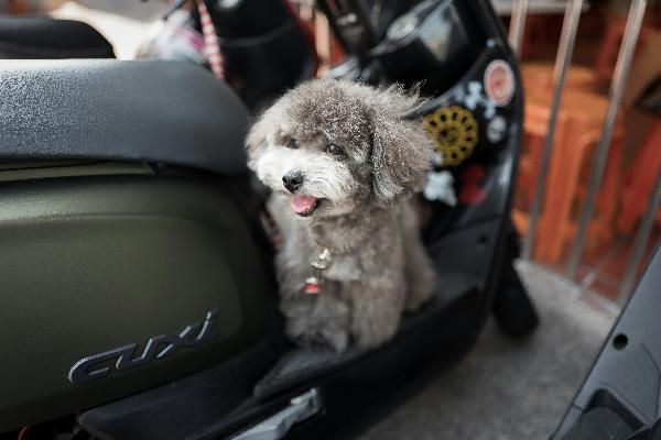 Exec-pets: Comfortable and Convenient Dog Transport Service