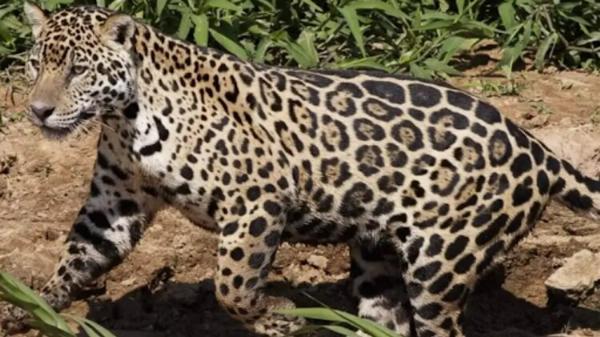 Top 11 Tips for Taking Incredible Wildlife Photos