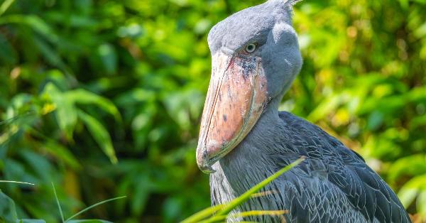 The Ugliest Birds in the World: Exploring Nature's Quirkiest Creations