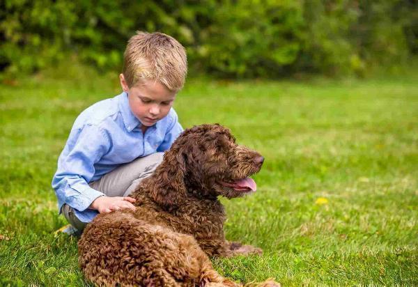 The Innovative Solution to Pet Safety: Pet Stop's Invisible dog fence in Richmond