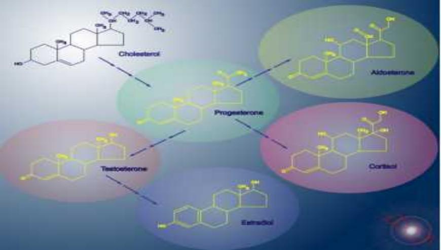 A Promising Cancer Therapy: Gamma Delta T Cell-Based Cancer Immunotherapy