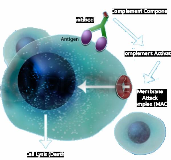 The Dynamics of Macrophages in Cancer From Isolation to Function