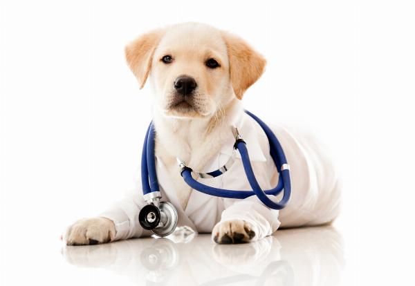 Exploring the Vital Role of an Animal Emergency Clinic