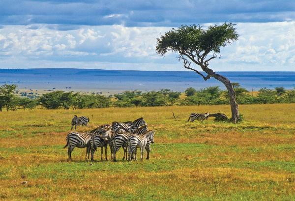 Exploring the Wonders of Kenya: A Safari Adventure