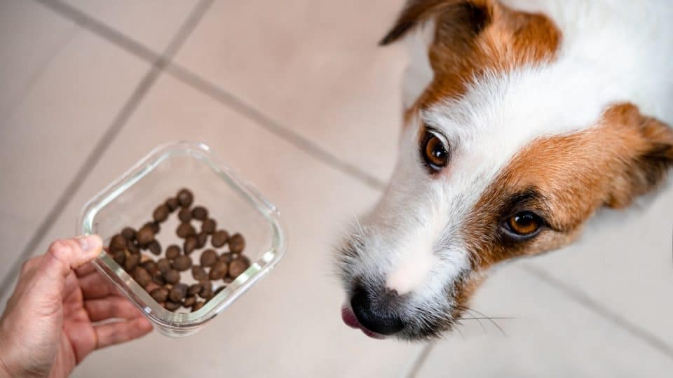 Dog Food Market Size, Share, Sales Analysis, Forecast 2024-2032