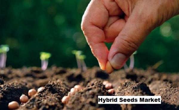 Hybrid Seeds Market Expanding as Technological Advancements in Seed Breeding Increase