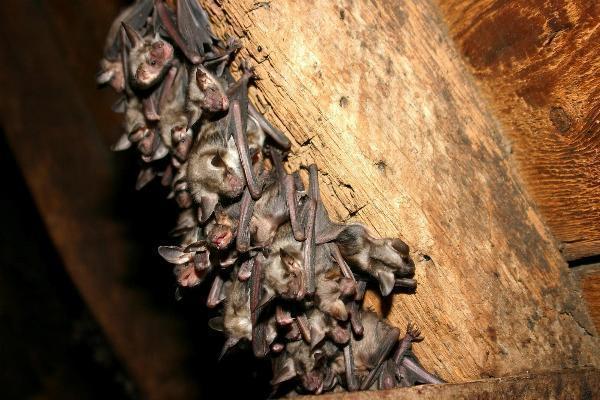 Houston Homeowners: How to Handle Bat Removal