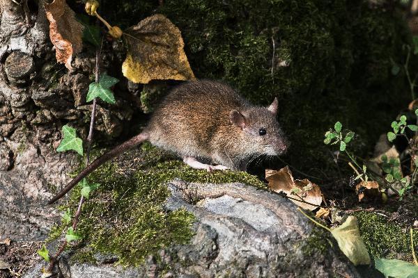 Understanding Rat Behavior: Key to Successful Removal
