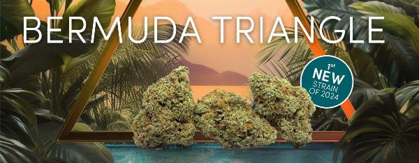 Exploring the Bermuda Triangle Strain