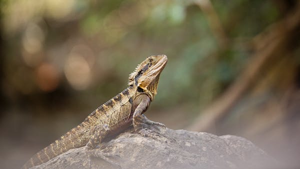 A Well-Balanced Bearded Dragon Diet Plan for Health and Vitality