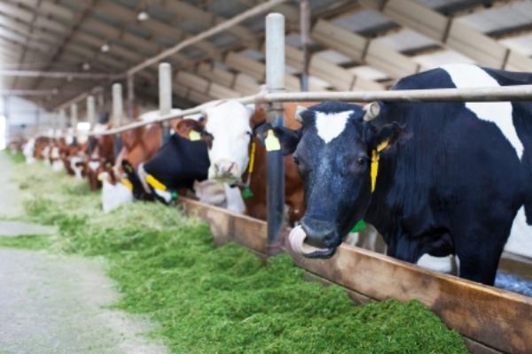 Top 10 Things to Do at Cow Farms in Houston