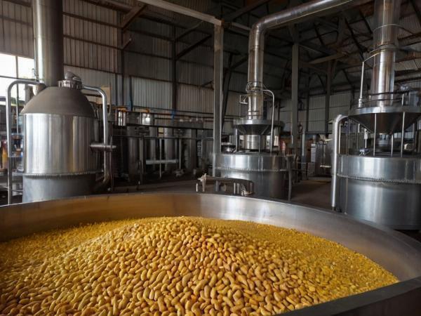 Cashew Oil Processing Plant Report 2024: Machinery and Raw Materials