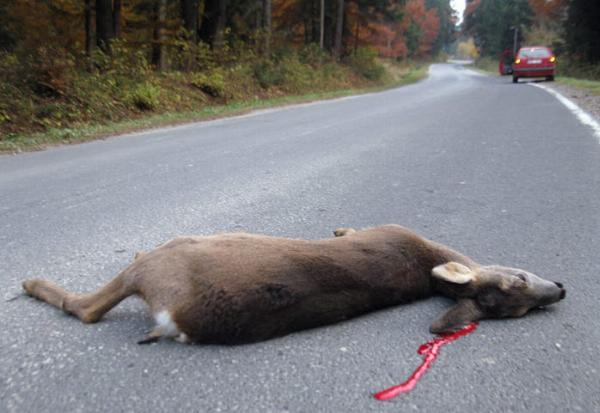 Sharing the Road: How to Avoid Animal-Vehicle Collisions