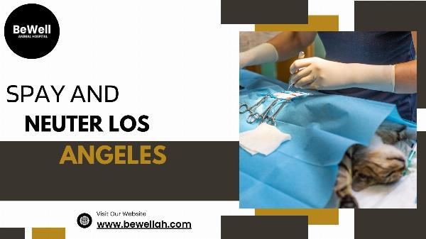 How Spaying And Neutering Can Help Combat Pet Overpopulation In Los Angeles