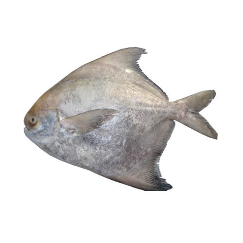 "Fresh White Pomfret Paplet Fish Delivered Online - Ahmedabad Fish"