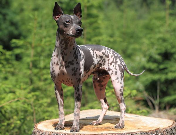 Exercise Needs of the American Hairless Terrier: Keeping Them Active and Happy