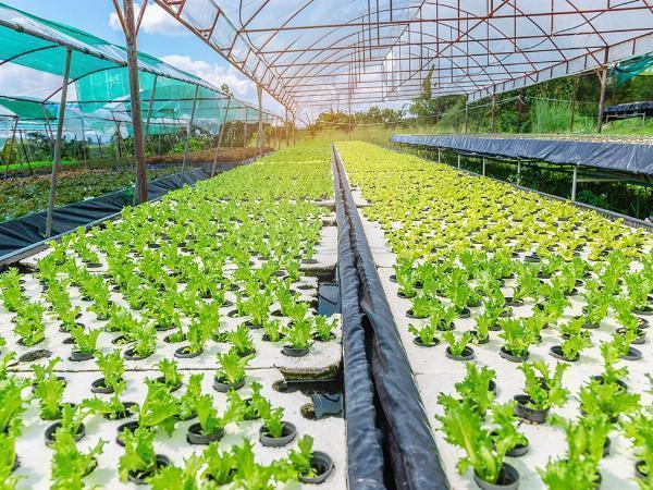 Hydroponics Market Outlook 2024, Share, Size, Key Players and Forecast By 2032