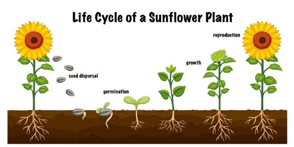How Can Rooting Compounds Improve Plant Propagation Success Rates?