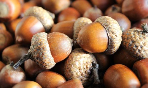 Acorn Nuts Market: Growth Insights Forecast | 2023-2032