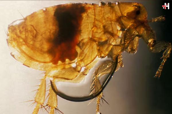 Human Case of Plague Surfaces in Colorado
