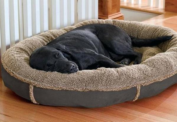 Discover the Comfort and Quality of Sir Archers Dog Beds