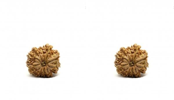 11 Mukhi Rudraksha Explained: Origins, Spiritual Benefits, and Practical Use