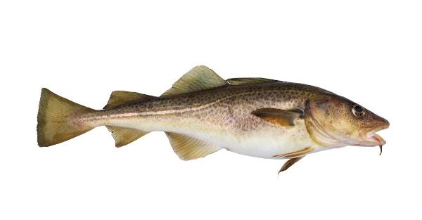 COD Market Size, Share, Growth Opportunities and Business Statistics 2024-2032
