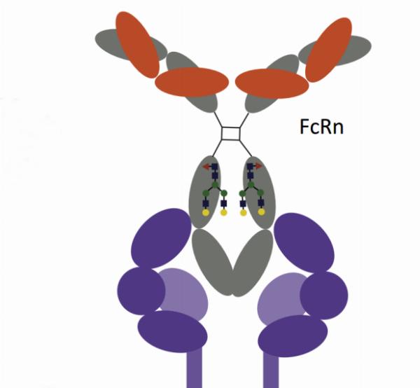 A New Perspective on Advancing Cancer Research: From Cell Technology to Immune Assays