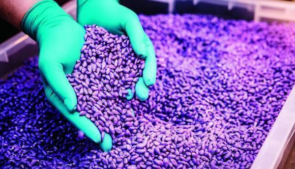 India Seed Treatment Market Sees Growth Driven by Rising Demand for High-Quality Seeds