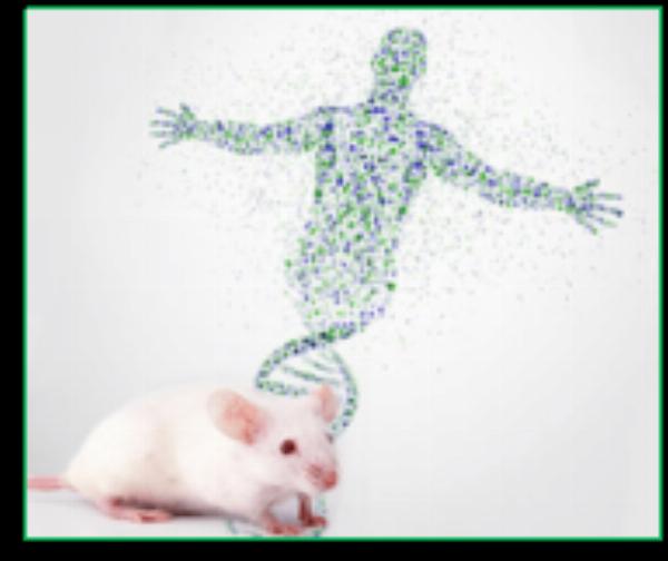 Understanding Immune Evasion Mechanisms of Plasmodium falciparum