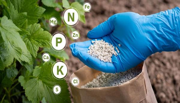 India Fertilizers Market Growing with Surge in Agriculture Industry and Technological Advancements