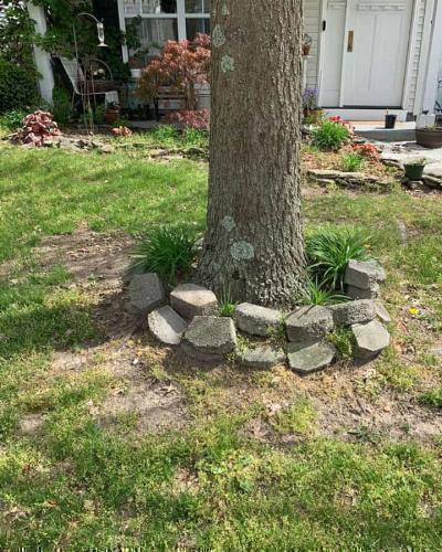 DIY Garden Projects to Enhance the Space Under Your Oak Tree