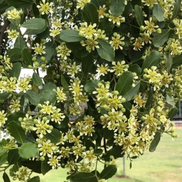 Exploring the Growth Potential of the Quillaia Extracts Market