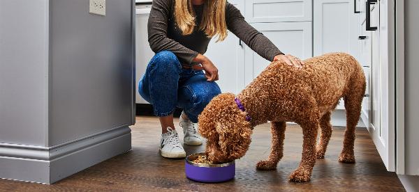 UAE Dog Food Market Demand 2024, Growth Analysis, Size, Share and Report By 2032