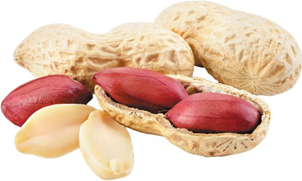 Peanut Manufacturing Plant Project Report 2024: Raw Materials Requirements, and Manufacturing Process