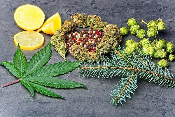Terpenes Market | Industry Outlook Research Report 2023-2032 By Value Market Research