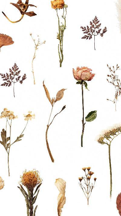 Harnessing Nature's Essence: Applications and Innovations in the Dried Botanicals Sector