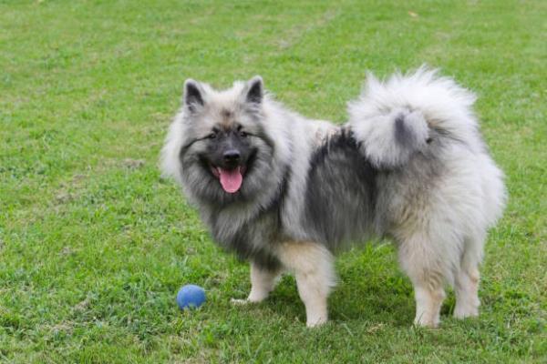 10 Best Hair Styles for Thick Coat by Dog Hair Salon Near Me in Humboldt County