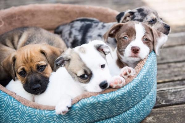 Best Dog Breeds for Kids: Safe and Fun Choices