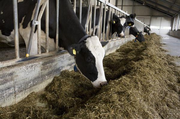 Non Protein Nitrogen Market Research: Impact of Livestock and Population Trends