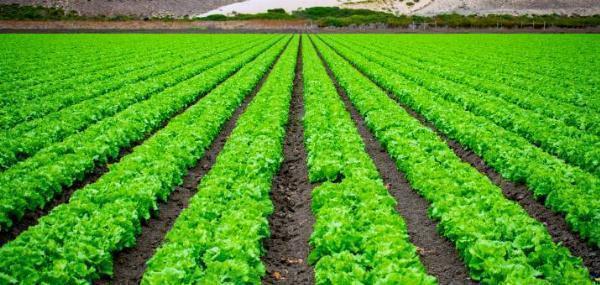 Cover Crops Market Research: Impact of Livestock Feed and Farming Trends