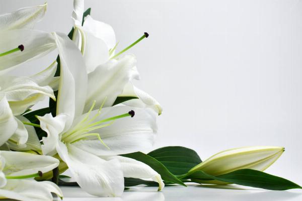 Exploring the Elegance of Lilies: Types and Their Symbolic Meanings