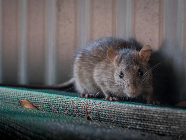 Practical Steps to Eliminate Rats Safely and Permanently