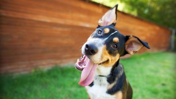 Special Care for Senior Dogs: What to Look for in a Boarding Facility