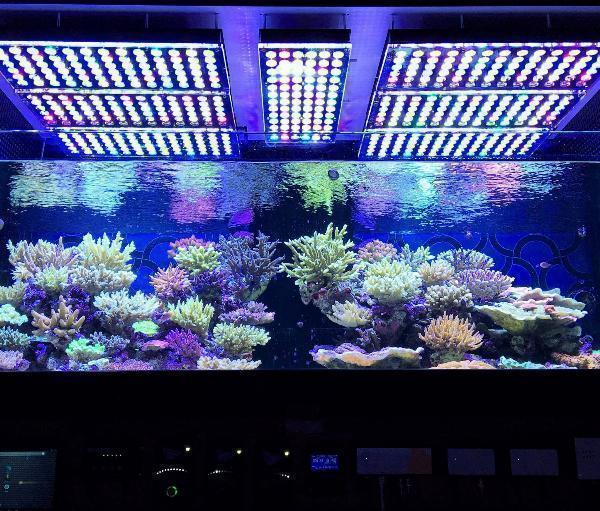 LED Aquarium Lighting Market 2023: Global Forecast to 2032